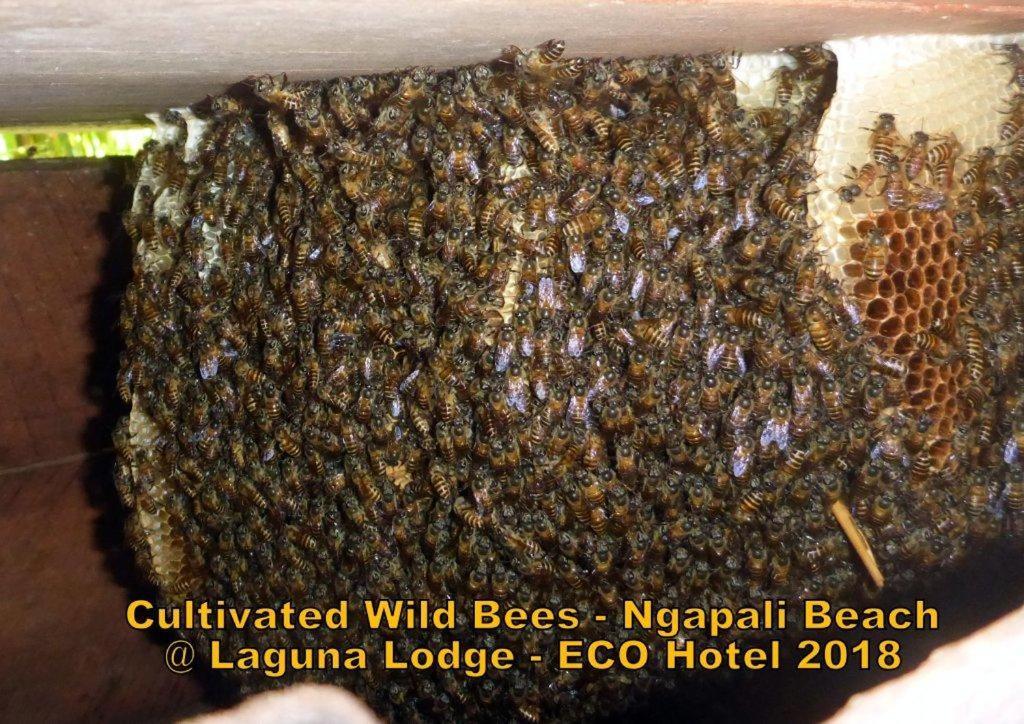 Oliver'S Laguna Eco Lodge Hotel งาปาลิ ภายนอก รูปภาพ